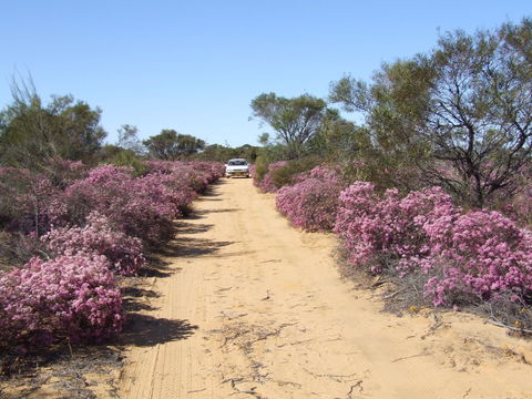 Reynoldson's Flora Reserve - Accommodation NT 0
