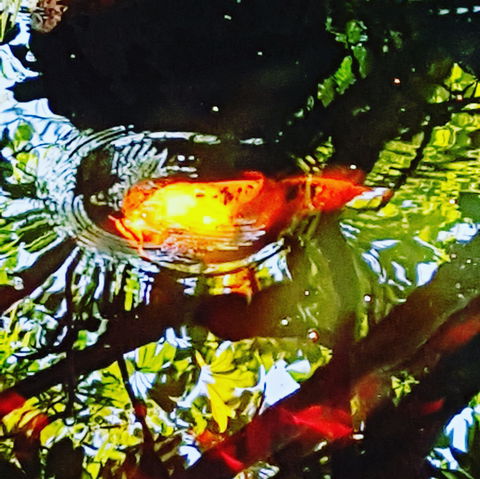 The Fernery At Diamond Waters - Accommodation NT 2