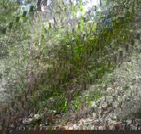Wangaratta Common Nature Conservation Reserve - Accommodation NT