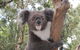 Private Blue Mountains Tour With Kangaroo And Koala Experience - thumb 4