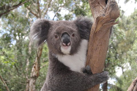 Private Blue Mountains Tour With Kangaroo And Koala Experience - Accommodation NT 4