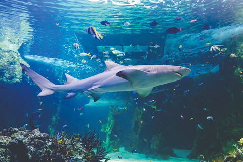 Hop-On Hop-Off Bus And Cruise PLUS Attractions - Accommodation NT 9