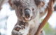Hop-On Hop-Off Bus And Cruise PLUS Attractions - thumb 1