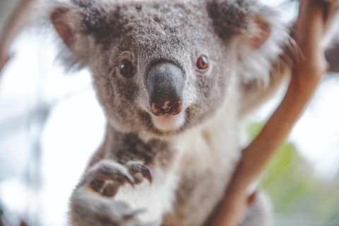 Hop-On Hop-Off Bus And Cruise PLUS Attractions - Accommodation NT 1
