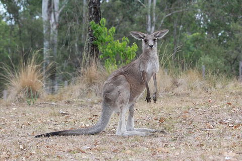 Blue Mountains Number 1 Day Tour Includes Popular Breakfast In The Aussie Bush - Accommodation NT 4