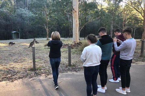 Blue Mountains Number 1 Day Tour Includes Popular Breakfast In The Aussie Bush - Accommodation NT 10