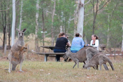 Blue Mountains Number 1 Day Tour Includes Popular Breakfast In The Aussie Bush - Accommodation NT 15