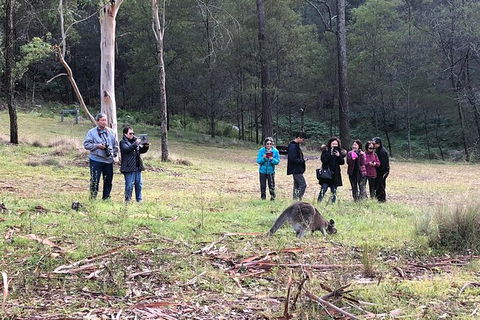 Blue Mountains Number 1 Day Tour Includes Popular Breakfast In The Aussie Bush - Accommodation NT 3