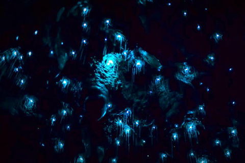 Blue Mountains Hiking Glow Worms Cave Wildlife Spotlighting Night Adventure - Accommodation NT 4