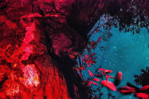 Blue Mountains Hiking Glow Worms Cave Wildlife Spotlighting Night Adventure - Accommodation NT 2