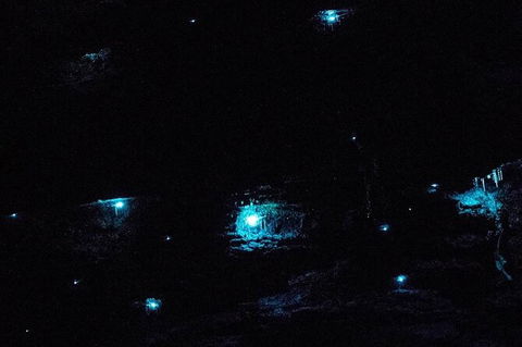Blue Mountains Hiking Glow Worms Cave Wildlife Spotlighting Night Adventure - Accommodation NT 7