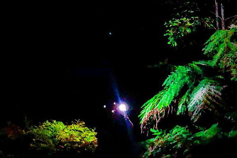 Blue Mountains Hiking Glow Worms Cave Wildlife Spotlighting Night Adventure - Accommodation NT 13
