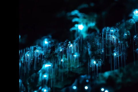 Blue Mountains Hiking Glow Worms Cave Wildlife Spotlighting Night Adventure - Accommodation NT 9
