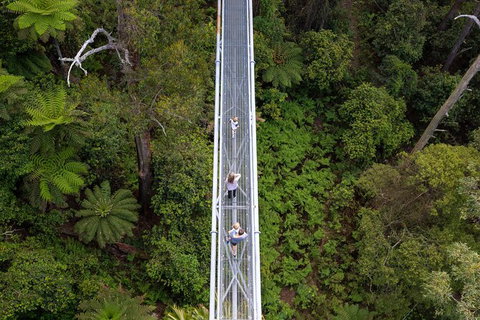 Illawarra Fly Treetop Adventures Treetop Walk Admission Ticket - Accommodation NT 4