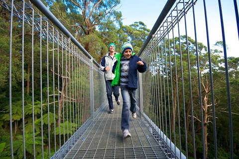 Illawarra Fly Treetop Adventures Treetop Walk Admission Ticket - Accommodation NT 7