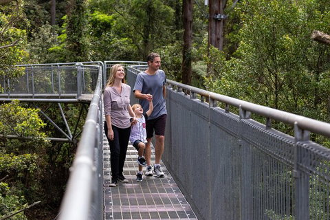 Illawarra Fly Treetop Adventures Treetop Walk Admission Ticket - Accommodation NT 1