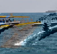 Whale Watching Wave Rider - Accommodation NT