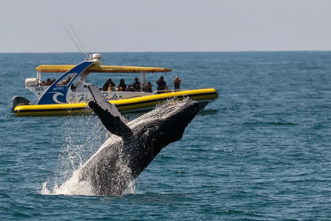 Whale Watching Wave Rider - Accommodation NT 0