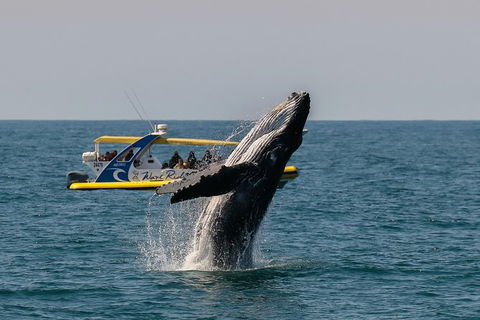 Whale Watching Wave Rider - Accommodation NT 1