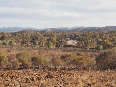 Blinman Belt And Buckle Maker Outback Studio/gallery - Accommodation NT 1