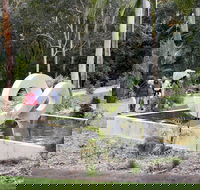 Maroochy Regional Bushland Botanic Garden - Accommodation NT