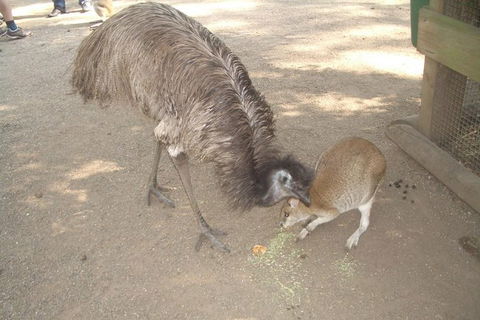 Blue Mountains PRIVATE Day Tour - Accommodation NT 4