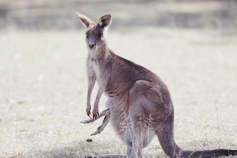 Deluxe Blue Mountains And Megalong Valley - Accommodation NT 4