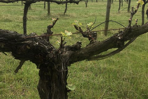 Personalised Wine Tour Experience In The Beautiful NSW Southern Highlands - Accommodation NT 4
