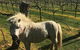 Personalised Wine Tour Experience In The Beautiful NSW Southern Highlands - thumb 5