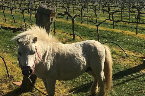 Personalised Wine Tour Experience In The Beautiful NSW Southern Highlands - Accommodation NT 5