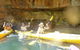 Middle Harbour Mangrove Explorer - thumb 5