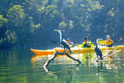 Middle Harbour Mangrove Explorer - Accommodation NT 1