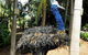 Discover Sydney - Botanic - thumb 5