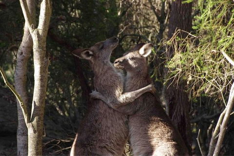 Kangaroo Encounter & Aboriginal Rock Arts Half-Day Trip From Sydney - Accommodation NT 9
