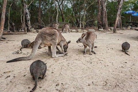 Kangaroo Encounter & Aboriginal Rock Arts Half-Day Trip From Sydney - Accommodation NT 6