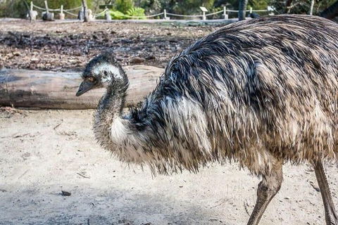 Kangaroo Encounter & Aboriginal Rock Arts Half-Day Trip From Sydney - Accommodation NT 2