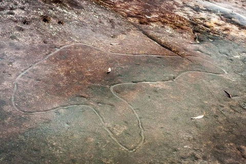Kangaroo Encounter & Aboriginal Rock Arts Half-Day Trip From Sydney - Accommodation NT 8