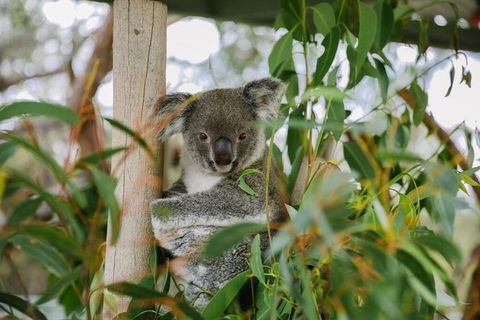 Kangaroo Encounter & Aboriginal Rock Arts Half-Day Trip From Sydney - Accommodation NT 0