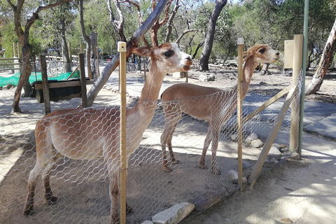 Kangaroo Encounter & Aboriginal Rock Arts Half-Day Trip From Sydney - Accommodation NT 5