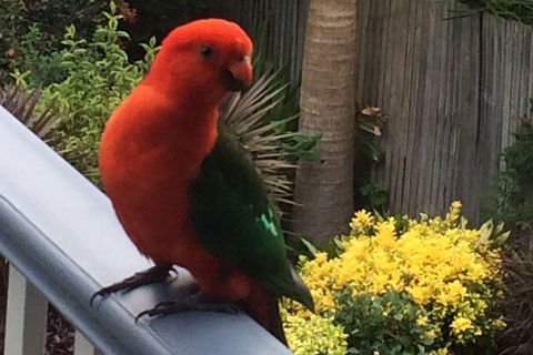 Private Blue Mountains Tour With Expert Guide - Accommodation NT 5