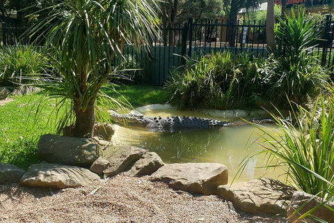 Blue Mountains & Iconic Animals - The Western Front - Accommodation NT 5