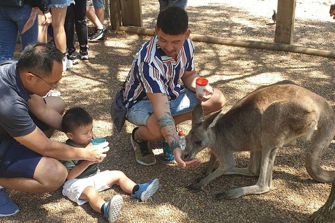 Blue Mountains & Iconic Animals - The Western Front - Accommodation NT 7
