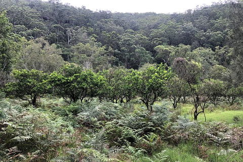 Kayak Camping Adventure To Marramarra Orchard - Accommodation NT 1