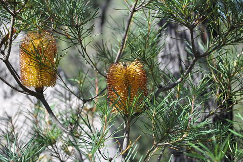 Private Blue Mountains Tour - Accommodation NT 5
