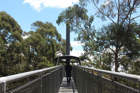Illawarra Fly Treetop Adventures Admission Including Zipline Tour - Accommodation NT 2