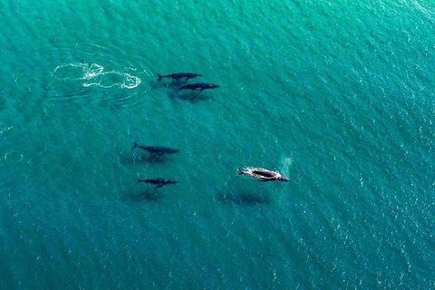 25-30 Minute Newcastle & Macquarie Helicopter Shared Flight - Accommodation NT 2