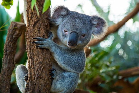 Best Sydney Tours By Life Long Locals - Hidden Gems & More - Lifetime Experience - NT Tourism 1