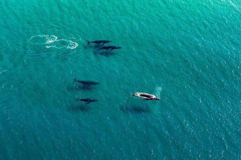 40-45 Minute Port Stephens And Stockton Beach Helicopter Flight - For 2 - Accommodation NT 5