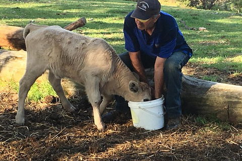 Interactive Farm Tours On A Beef, Lamb And Duck Farm - Accommodation NT 2