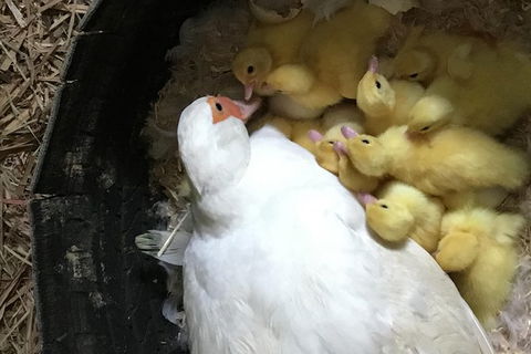 Interactive Farm Tours On A Beef, Lamb And Duck Farm - Accommodation NT 3